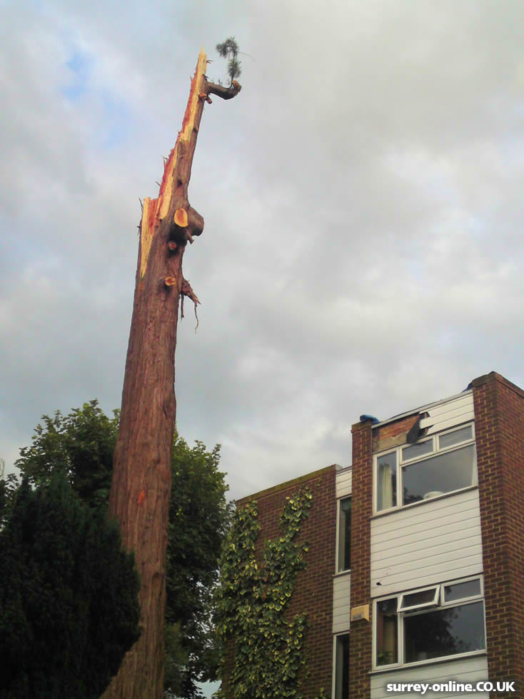 Lightning Strikes Tree in Worcester Park, Surrey